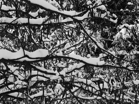 le poids de la neige sur les branches.jpg
